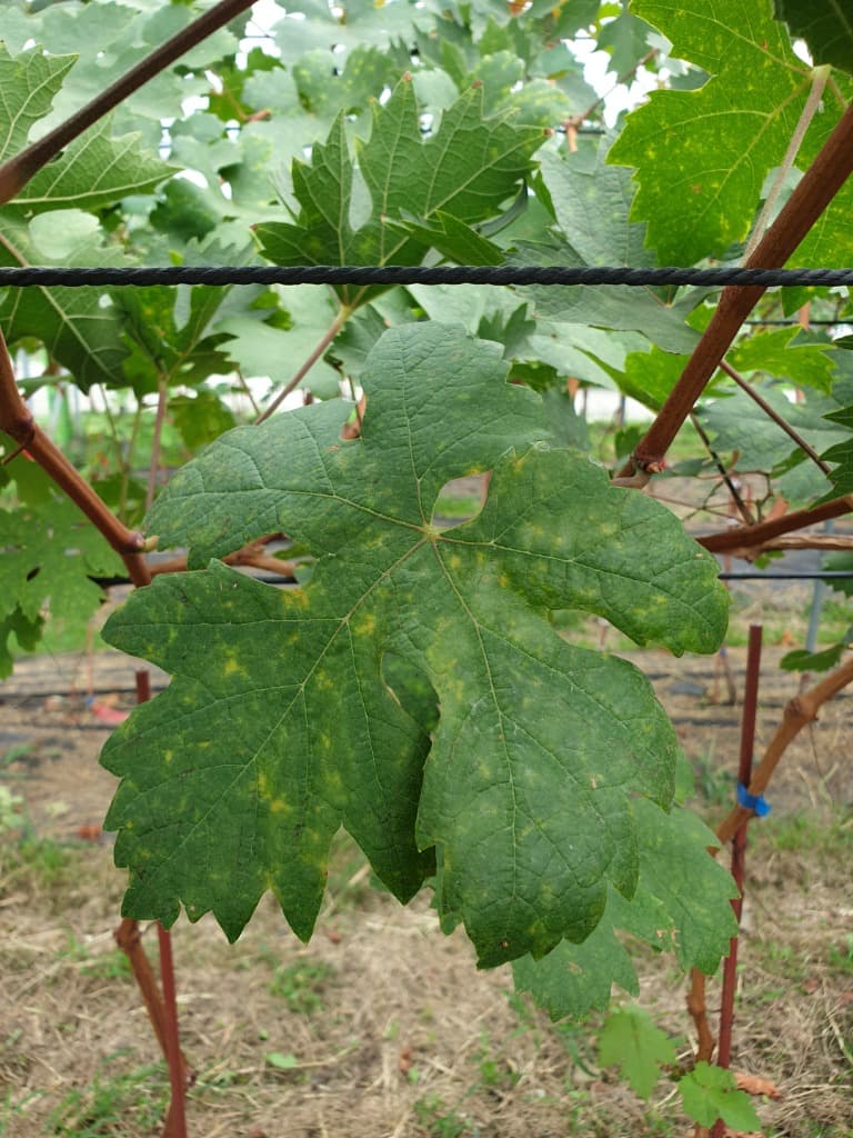 후행적 병해 대응